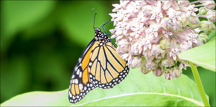 Butterflies of the Adirondack Mountains: Monarch Butterfly in the Paul Smiths VIC Native Species Butterfly House (12 July 2014)