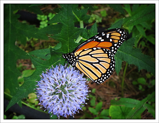Butterflies of the Adirondack Mountains: Monarch Butterfly (Danaus plexippus) in the Paul Smiths VIC Native Species Butterfly House (20 August 2012)