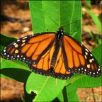 Adirondack Butterflies:  Monarch Butterfly in the VIC Native Species Butterfly House (30 June 2012)