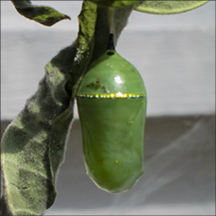 Monarch Chrysalis at the Paul Smiths VIC Butterfly House