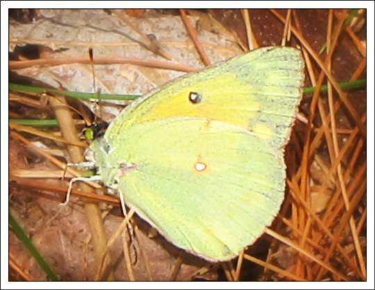 Adirondack Butterflies: Orange Sulphur (Colias eurytheme) in the Paul Smiths VIC Native Species Butterfly House (23 June 2012)