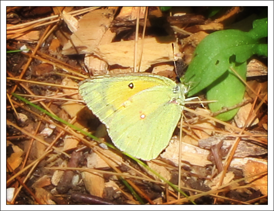 Butterflies of the Adirondacks: Orange Sulphur (Colias eurytheme) in the Paul Smiths VIC Native Species Butterfly House (28 June 2012)