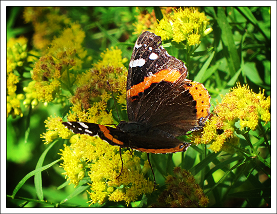 Butterflies of the Adirondack Mountains: Red Admiral Butterfly (Vanessa atalanta) in the Paul Smiths VIC Native Species Butterfly House (25 August 2012)