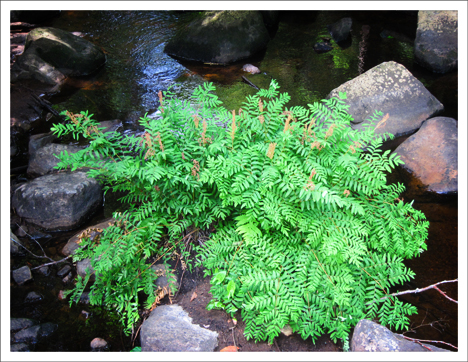 Paul Smiths College Visitor Interpretive Center -- Royal Fern growing on a rock in Barnum Brook (10 July 2012)