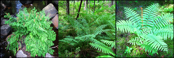 Ferns of the Adirondacks: Royal Fern on the Barnum Brook Trail; Ferns near the Heron Marsh Trail; Cinnamon Fern on the Boreal Life Trail