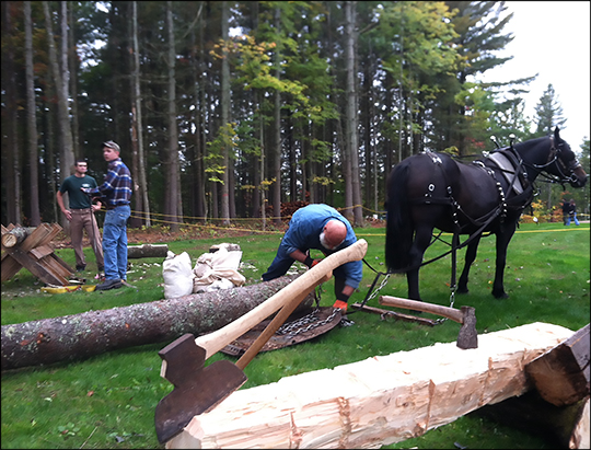 Paul Smith's College Draft Horse Team: Low Impact Logging (29 September 2012)