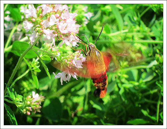 Moths of the Adirondack Mountains: Hummingbird Clearwing (Hemaris thysbe) in the Paul Smiths VIC Native Species Butterfly House (4 August 2012)