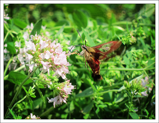 Moths of the Adirondack Mountains: Hummingbird Clearwing (Hemaris thysbe) in the Paul Smiths VIC Native Species Butterfly House (4 August 2012)