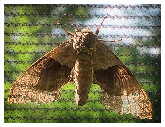 Moths of the Adirondack Mountains: Modest Sphinx (Pachysphinx modesta) in the Paul Smiths VIC Native Species Butterfly House (9 June 2012)