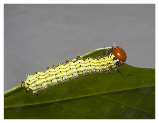 Moths of the Adirondack Mountains: Rosy Maple Moth caterpillar in the Paul Smiths VIC Butterfly House (18 July 2012)