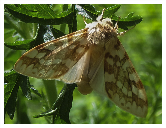 Moths of the Adirondack Mountains: Spotted Tussock Moth (Lophocampa maculata) at the Paul Smiths VIC Butterfly House (20 June 2013)