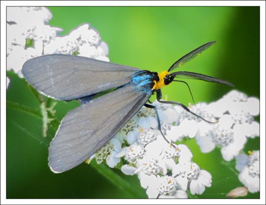 Moths of the Adirondack Mountains: Virginia Ctenucha in the Paul Smiths VIC Butterfly House (18 July 2013)