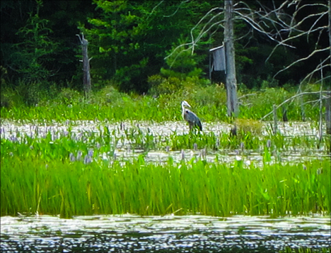 Birds of the Adirondacks:  Great Blue Heron on Heron Marsh at the Paul Smiths VIC