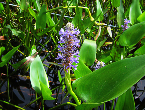 Adirondack Wildflowers: Pickerel Weed on Heron Marsh