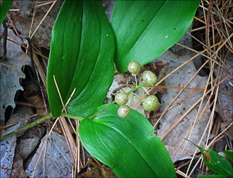 Adirondack Wildflowers: Canada Mayflower berries along the Heron Marsh Trail