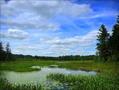 Adirondack Wetlands:  Heron Marsh from the floating bridge