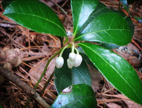 Adirondack Wildflowers:  Wintergreen in bloom along the Heron Marsh Trail