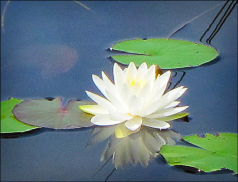 Adirondack Wildflowers: White Water Lily from one of the viewing platforms on Heron Marsh