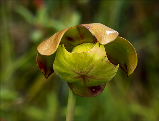 Adirondack Wildflowers:  Pitcher Plant on Barnum Bog (2 August 2013)