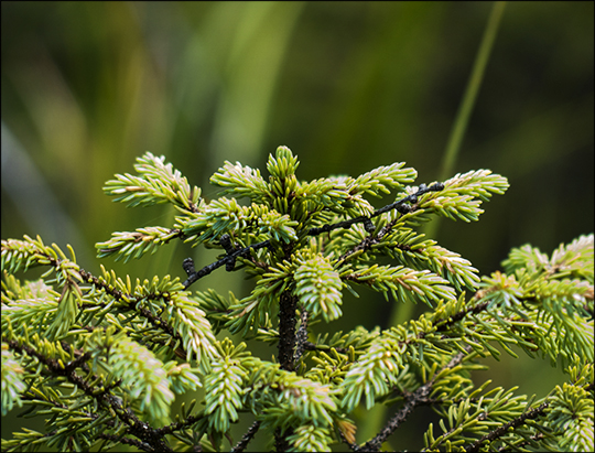 Trees of the Adirondacks:  Black Spruce on Barnum Bog at the Paul Smiths VIC (2 August 2013)