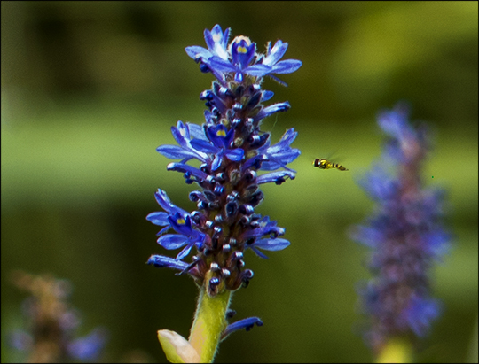 Wildflowers of the Adirondacks: Pickerelweed blooming near Barnum Brook (2 August 2013)