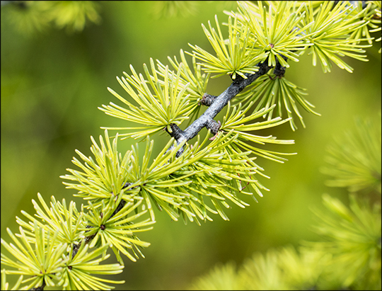 Trees of the Adirondacks: Tarmarack on Barnum Bog at the Paul Smiths VIC (2 August 2013)