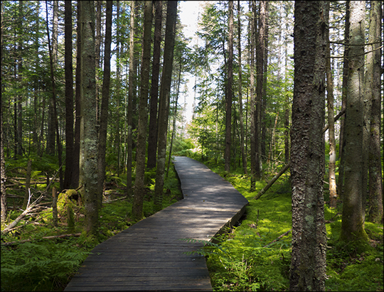 Adirondack Wetlands:  Transition area along the Boreal Life Trail at the Paul Smiths VIC (2 August 2013)