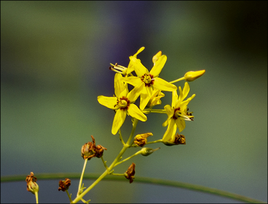 Adirondack Wildflowers:  Swamp Candles along Barnum Brook (2 August 2013)