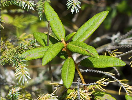 Adirondack Wetlands: Labrador Tea on Barnum Bog at the Paul Smiths VIC (2 August 2013)