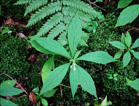 Adirondack Wildflowers: Whorled Wood Aster from the Boreal Life boardwalk