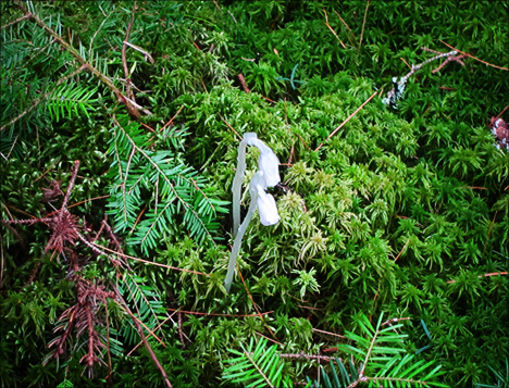 Adirondack Wildflowers: Indian Pipe from the Boreal Life boardwalk