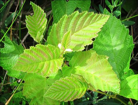 Adirondack Shrubs: Alder from the Boreal Life boardwalk