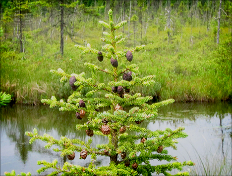 Trees of the Adirondacks:  Black Spruce from the Boreal Life boardwalk