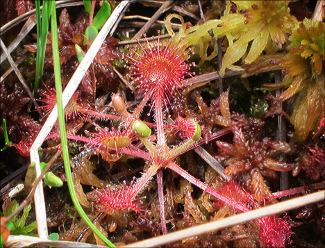 Adirondack Wildflowers: Sundew from the Boreal Life boardwalk