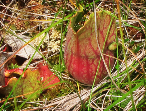 Adirondack Wildflowers: Pitcher Plant from the Boreal Life Boardwalk