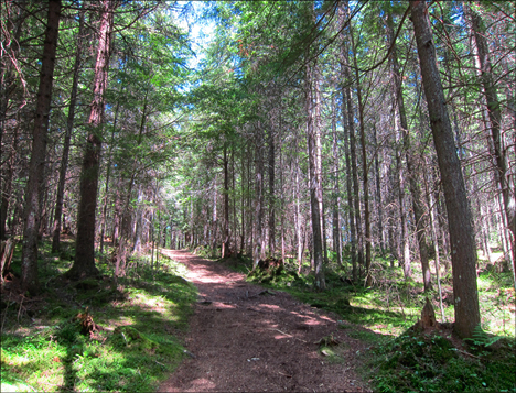 Adirondack Boreal forest at the Paul Smiths VIC