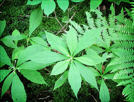 Adirondack Wildflowers:  Whorled Wood Aster on the Boreal Life Trail at the Paul Smiths VIC