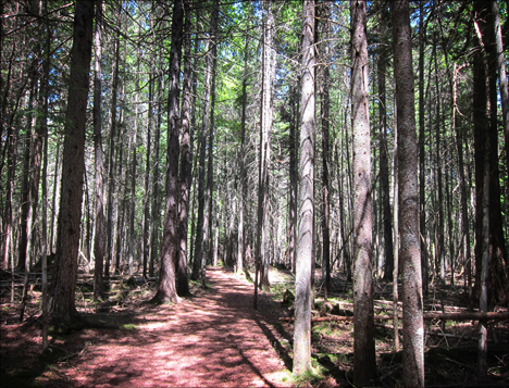 Upland path on the Boreal Life Trail at the Paul Smiths VIC