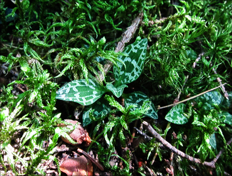 Adirondack Wildflowers:  Dwarf Rattlesnake Plantain on the Boreal Life Trail at the Paul Smiths VIC