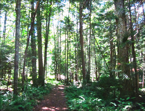 Upland path on the Boreal Life Trail at the Paul Smiths VIC