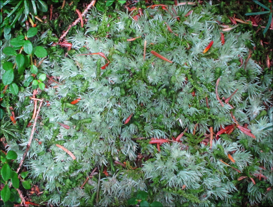 Pincushion Moss on the Boreal Life Trail at the Paul Smiths VIC