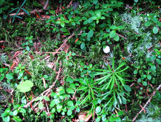 Adirondack Wildflowers:  Creeping Snowberry on the Boreal Life Trail at the Paul Smiths VIC