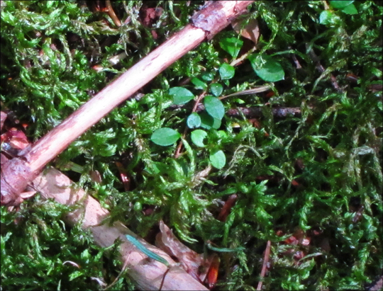 Red Stem Moss on the Boreal Life Trail at the Paul Smiths VIC