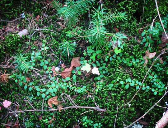 Adirondack Wildflowers:  Creeping Snowberry and moss on the Boreal Life Trail at the Paul Smiths VIC