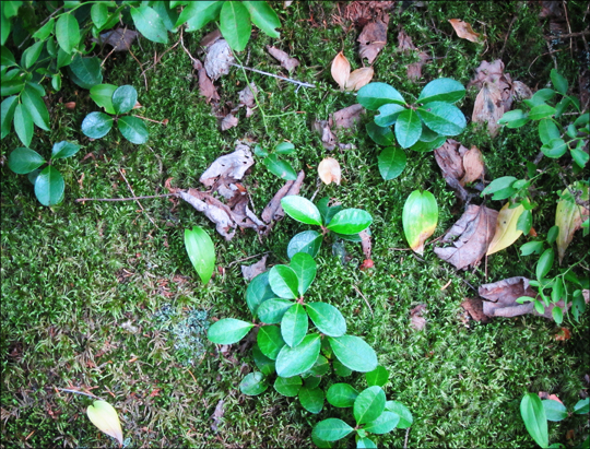 Adirondack Wildflowers:  Wintergreen and moss on the Boreal Life Trail at the Paul Smiths VIC