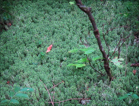 Sphagnum Moss on the Boreal Life Trail