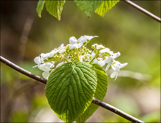 Adirondack Shrubs:  Hobblebush on the Boreal Life Trail (18 May 2014)