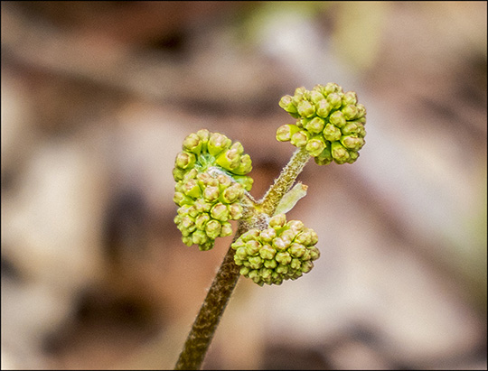 Adirondack Wildflowers:  Wild Sarsaparilla on the Heron Marsh Trail (18 May 2014)