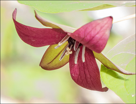 Adirondack Wildflowers:  Purple Trillium on the Boreal Life Trail (18 May 2014)