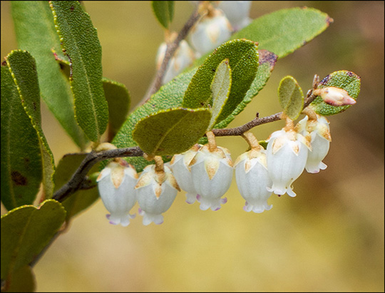 Adirondack Shrubs:  Leatherleaf on Barnum Bog (18 May 2014)